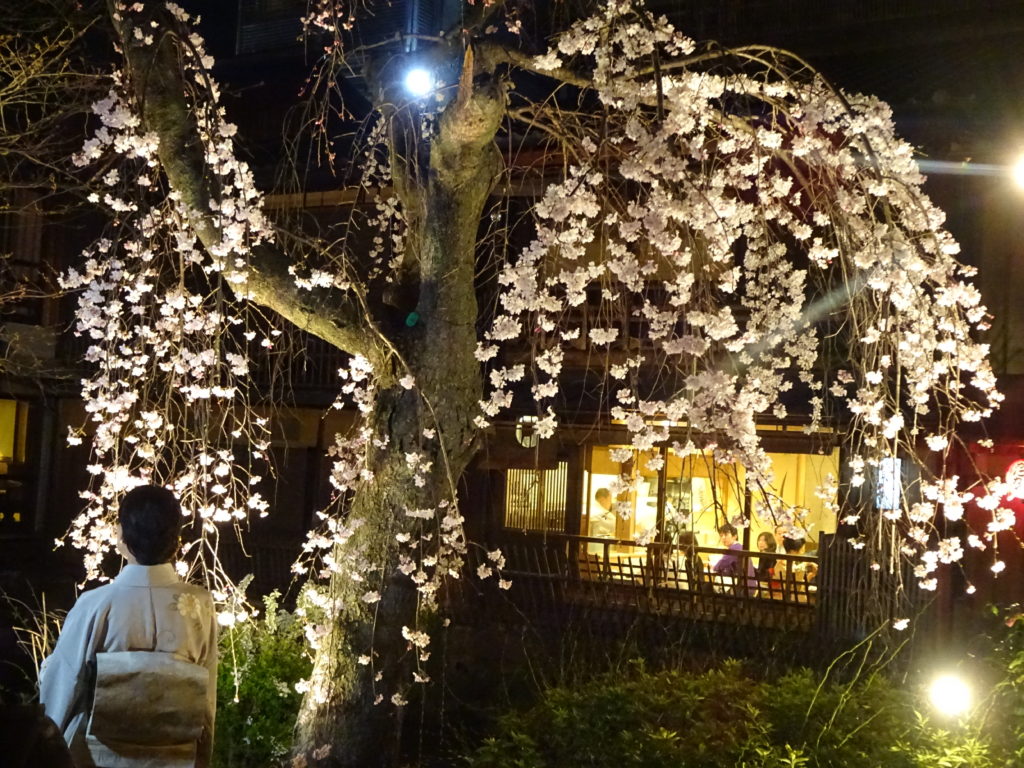 japan honeymoon cherry blossoms