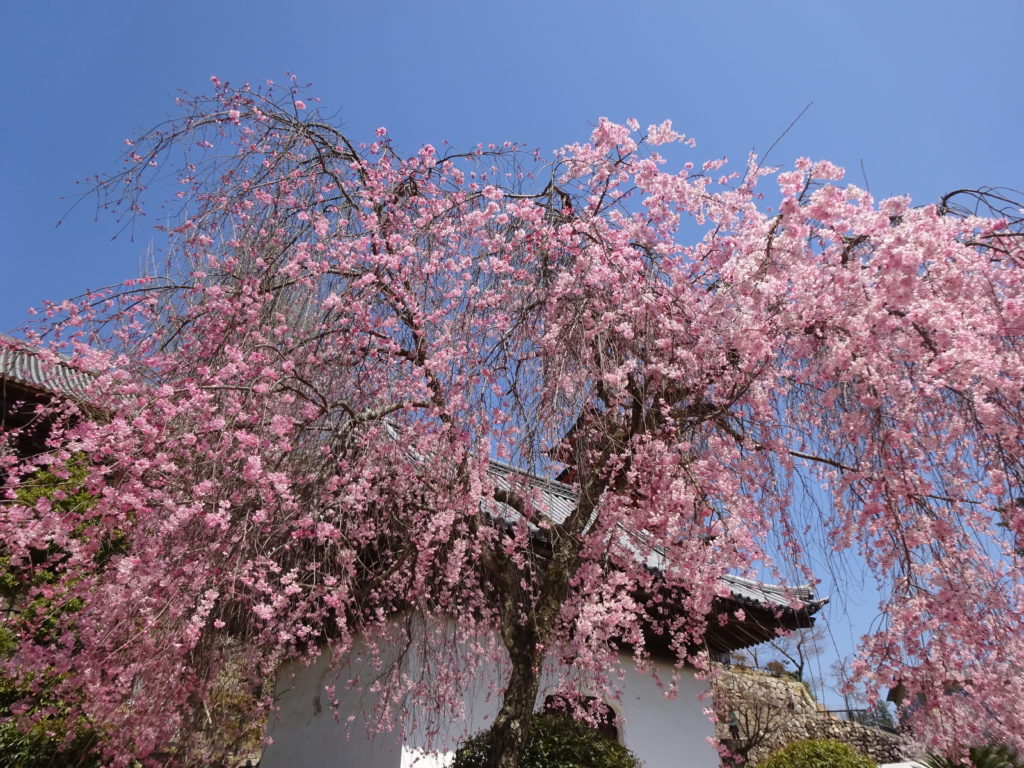 japan honeymoon Cherry Blossoms - Kyoto
