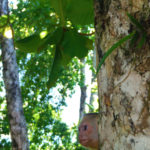 Costa Rica Honeymoon | Parque Nacional Manuel Antonio