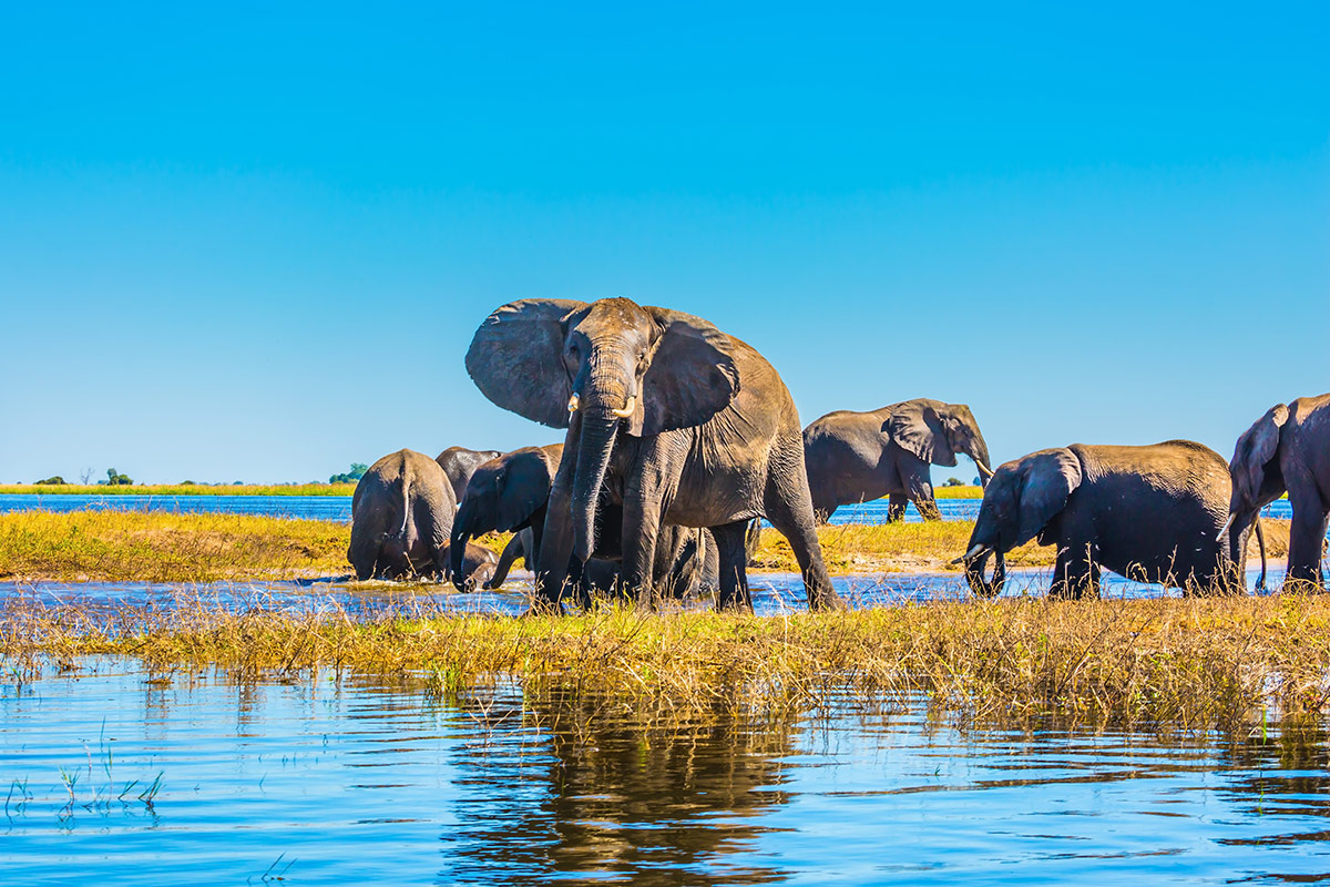 honeymoon Botswana